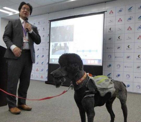 日本团队研发穿戴型设备 可推测出救助犬干劲